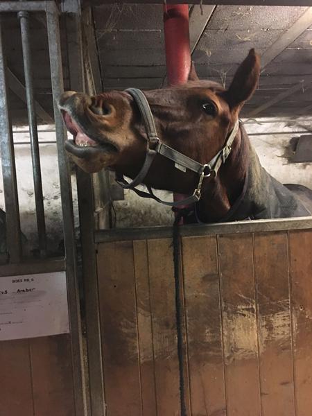 SD trense ny stor i str