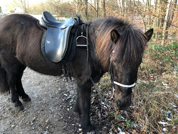 Fortæl om din rideferie oplevelse