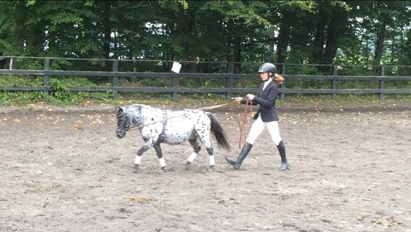 Undervisning i dressur i liner