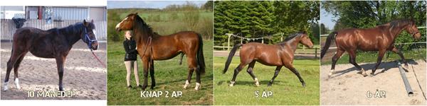 Stor forandring gennem tiden - hesten