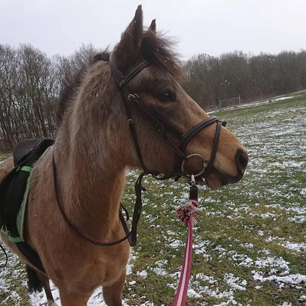 Brugsklasse fynske dyrskue