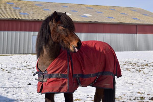 Forsko? Fordele og ulemper