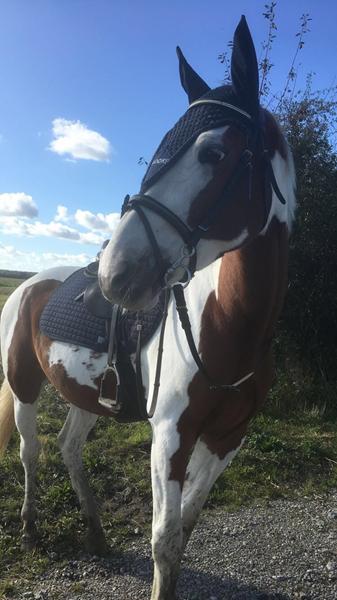 Hvordan styrker jeg min hest's galop