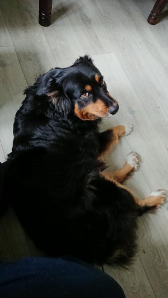 Hund der er ekstremt klæbende.. 