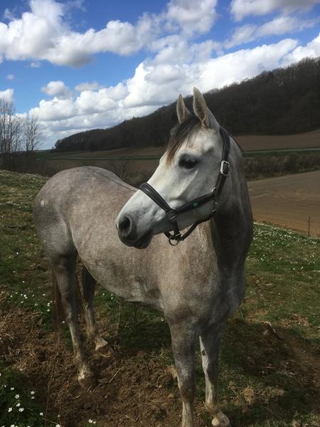 Kalder alle ox araber og oldenborger mennesker