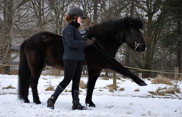 Hest uden energi? 