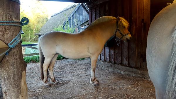 Plastik hestesko - Megasus Horserunners spørgsmål