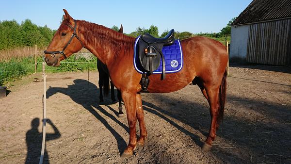 Rød hest og farve på udstyr :-) 