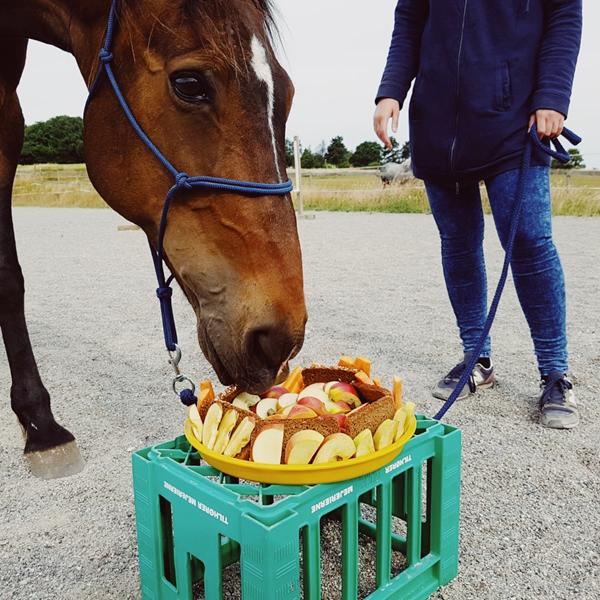 Fødselsdagskage til hesten