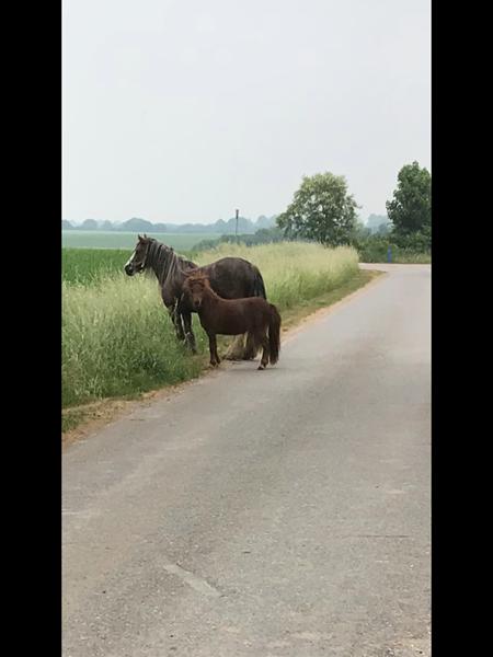 Skal - skal ikke!