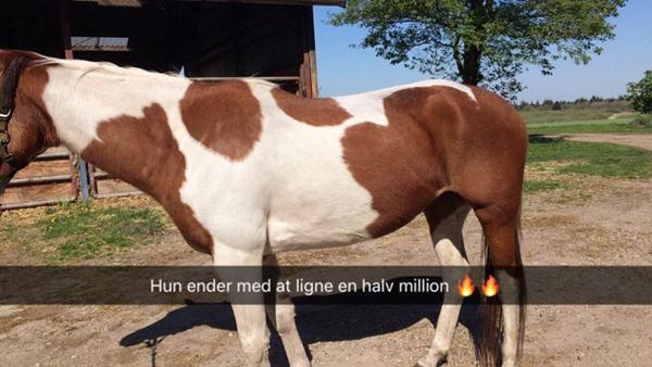 Shine broget hest op?