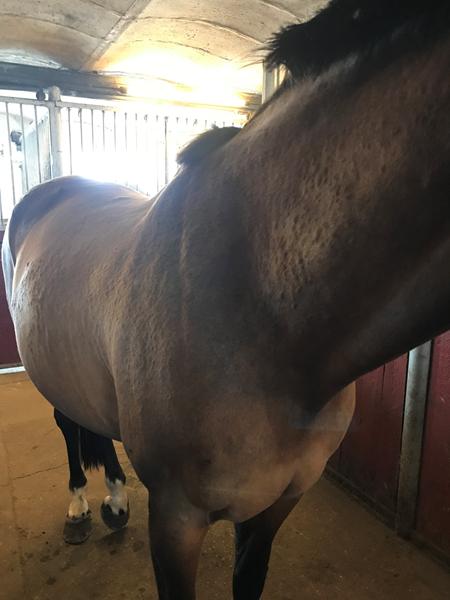 Nældefeber? Dyrlæge? 