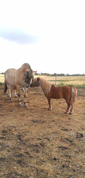 Navn til lille rød mini hingst 