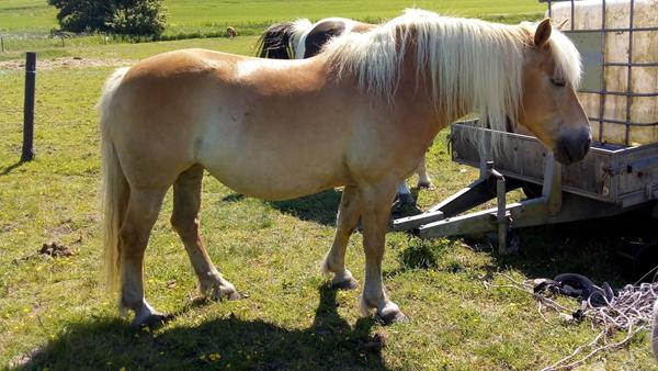 Kan jeg avle på min 15 årige haflinger hoppe?