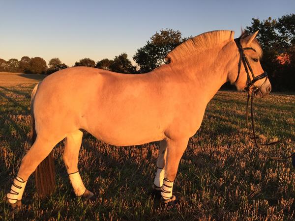 SPØRGSMÅL TIL FJORDHESTE OG HAFLINGER FOKKET