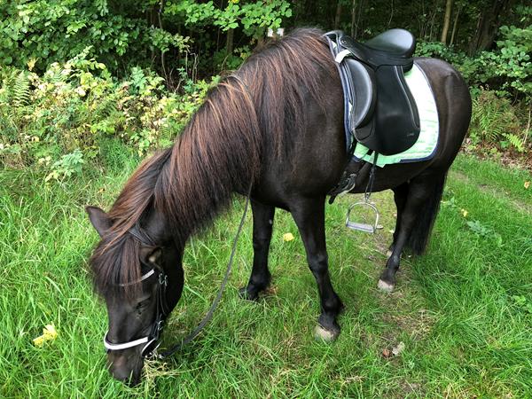 Hvordan foregår din opvarmning af hesten?