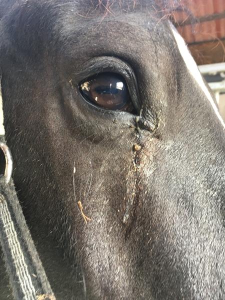 Gode fif til hest med øjnbetændelse