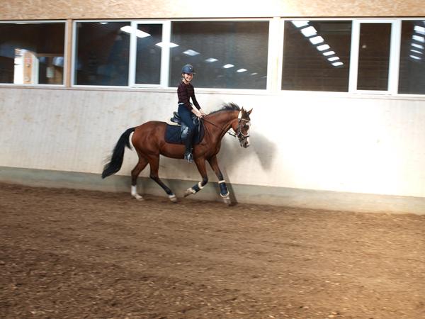 søger pony der skal have hjælp til ridning