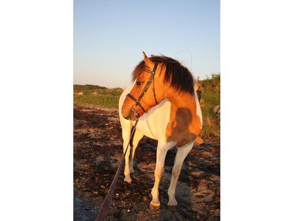 Heste fra øhavets efterskole??