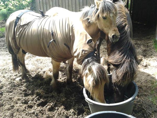 Efterlysning Ronja & Freya