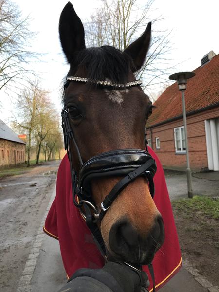 Rideangst- hvad gør jeg? 