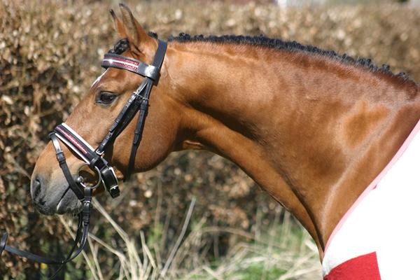 EFTERLYSNING: Horsemosens Navarone - kender du hans skæbne ??