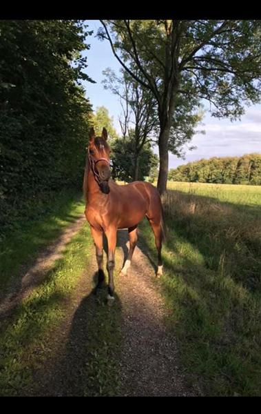 Tilridning i Sønderjylland