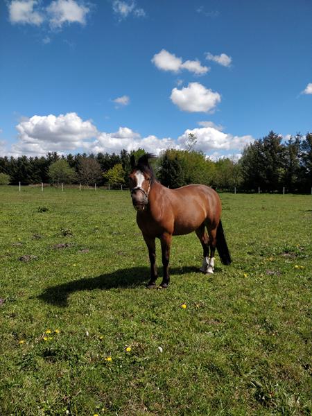 overvejer at sætte min hest i ridning igen 