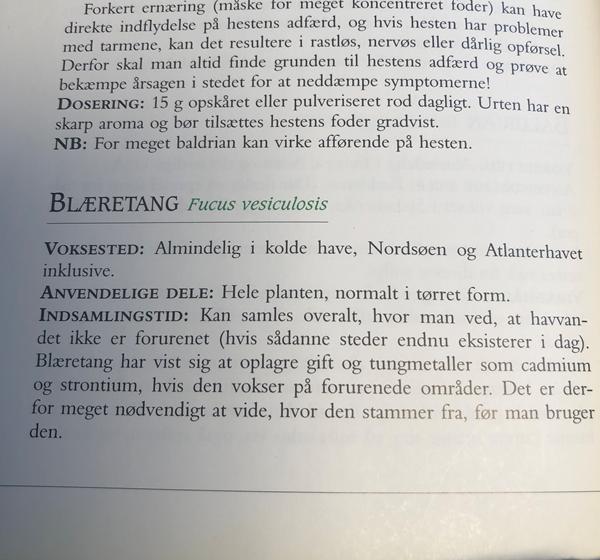 Blæretang