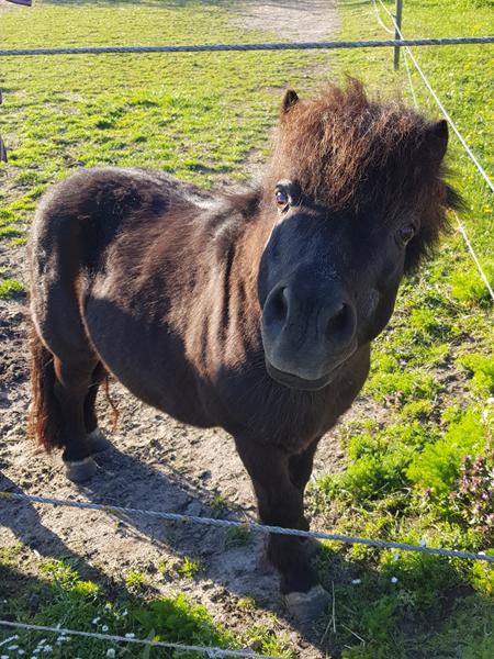 Hest som drikker og tisser  meget 