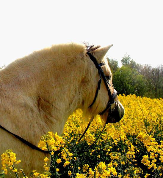 Sygdom PPID (Cushings syndrom)