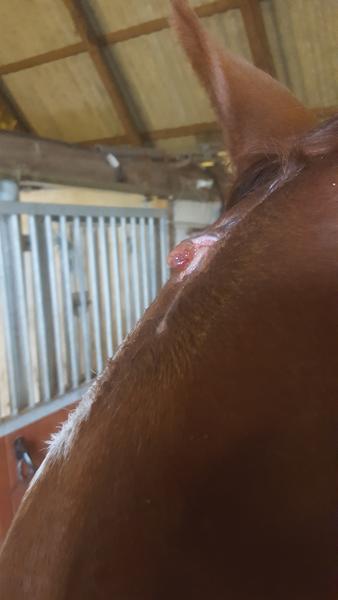 *stærke billeder* sår i hovedet