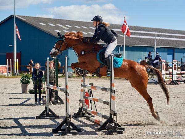 Bid på spring hest