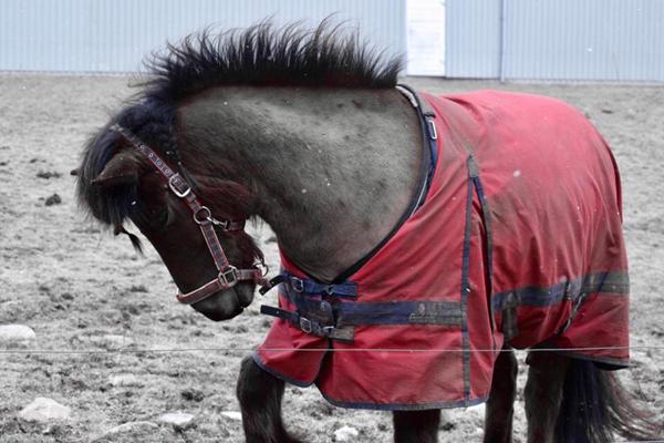 Klippe hest fuldt i løsdrift