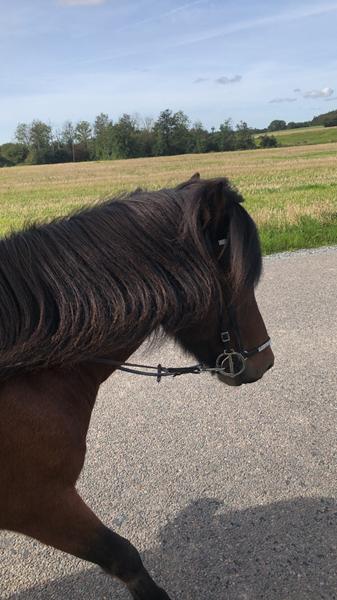 Kalder alle islænder folk!