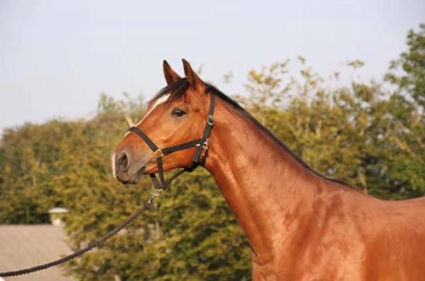 Frisk hest i vintermånederne