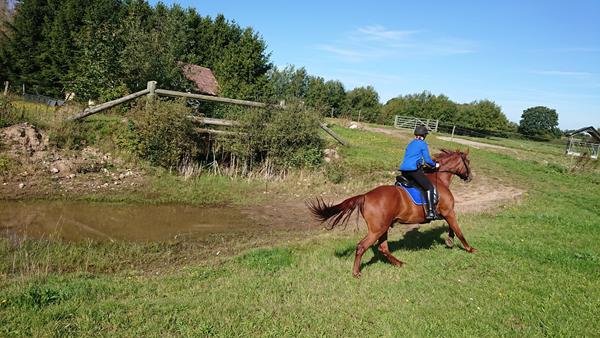 Jakke (stævne), kantebånd og hvide ridebukser.. 
