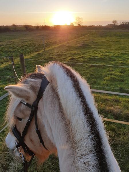 Ghost sadler hvad har I af erfaring 