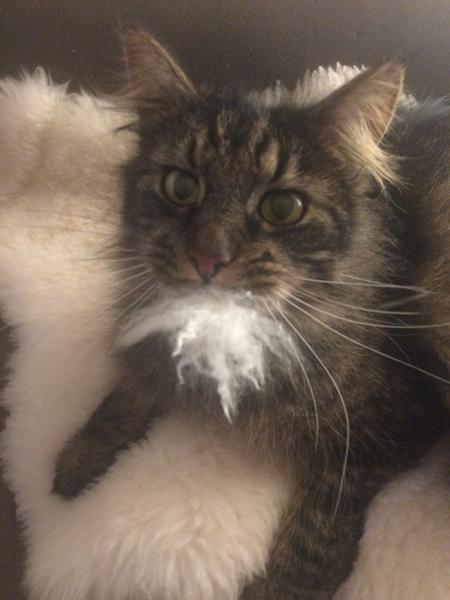 Hvem....? Mig ?.... Nej da.....  Uopdragen kat.....