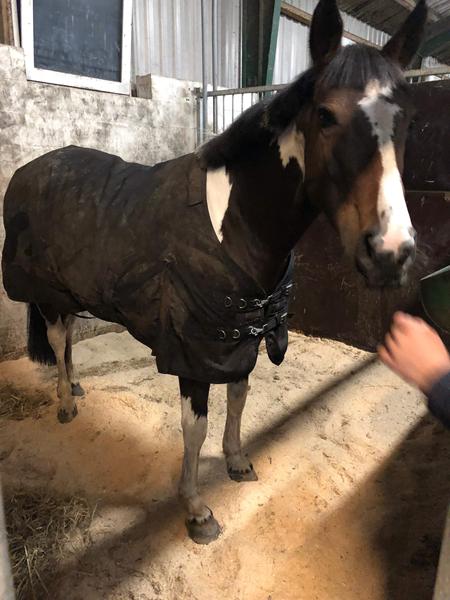 Ved i hvor min hest/pony er ?