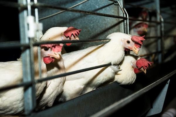 Hvad er jeres mening om buræg?