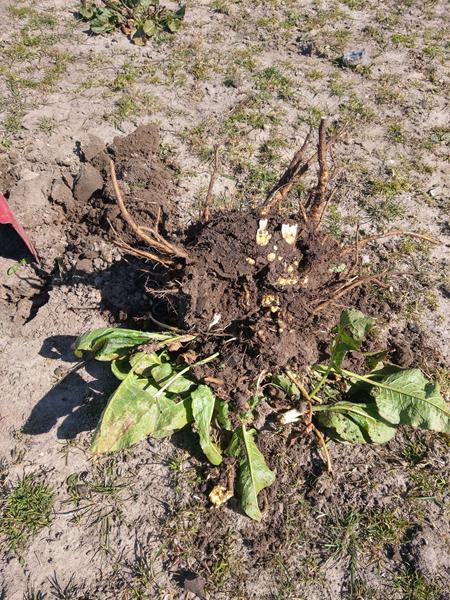 Vedligehold af græsmarken