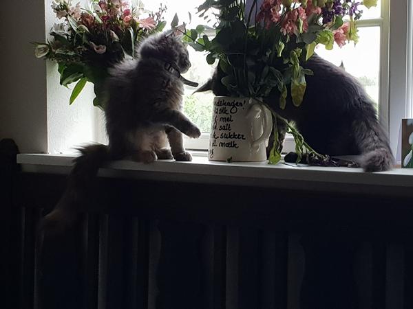 Træpiller til kattebakke??? 