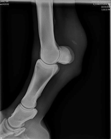 Skade? HJÆLP (råd søges, røntgenbillede vedhæftet)