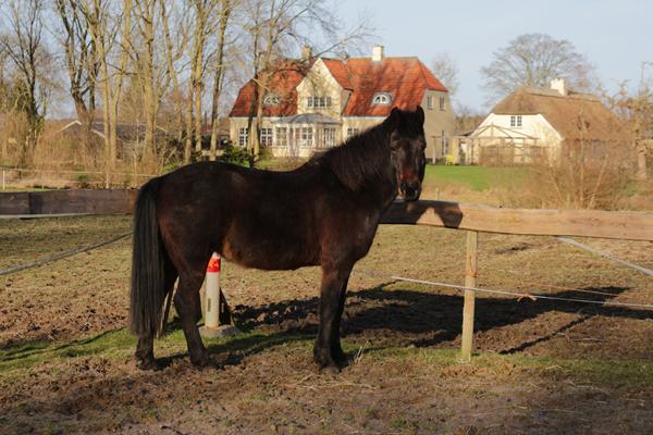 Westernsadel - sjælland