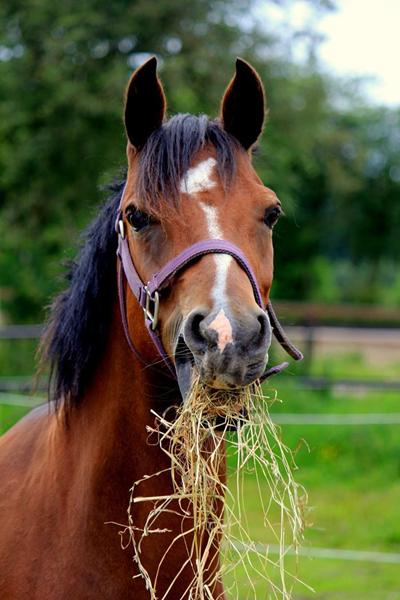 Hjælp til at finde solgt pony