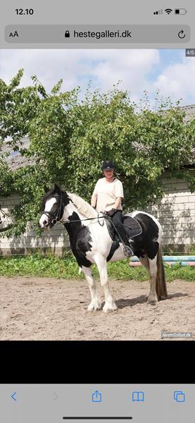 HJÆLP- jeg søger en person der har haft min hest