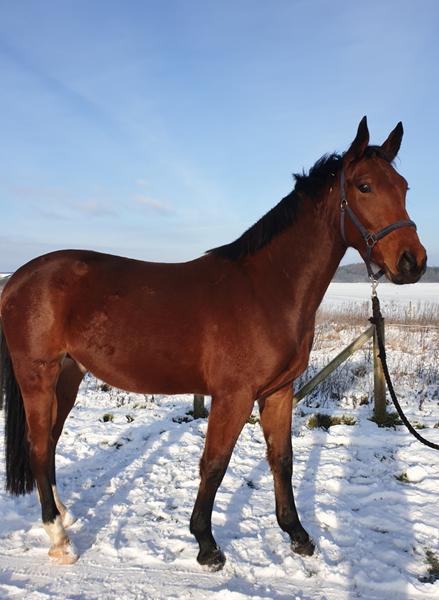 Billede fra plag til ridehest 