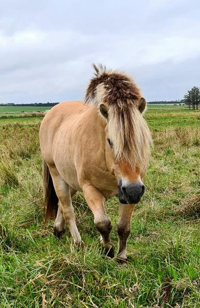 afkom efter fjordhingsten Rånn 