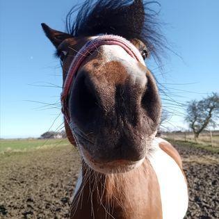 Taler med hesten via foto?